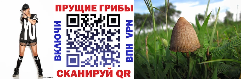 Купить где  Старый Оскол  Псилоцибиновые грибы Cubensis 